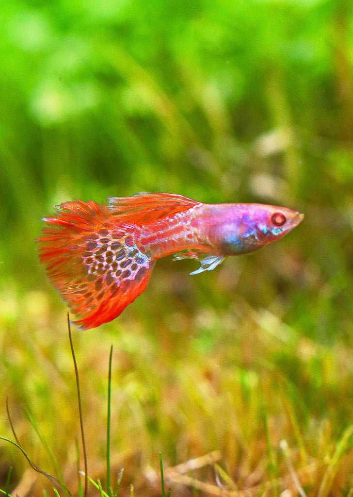 Albino Metal Red Lace Guppy