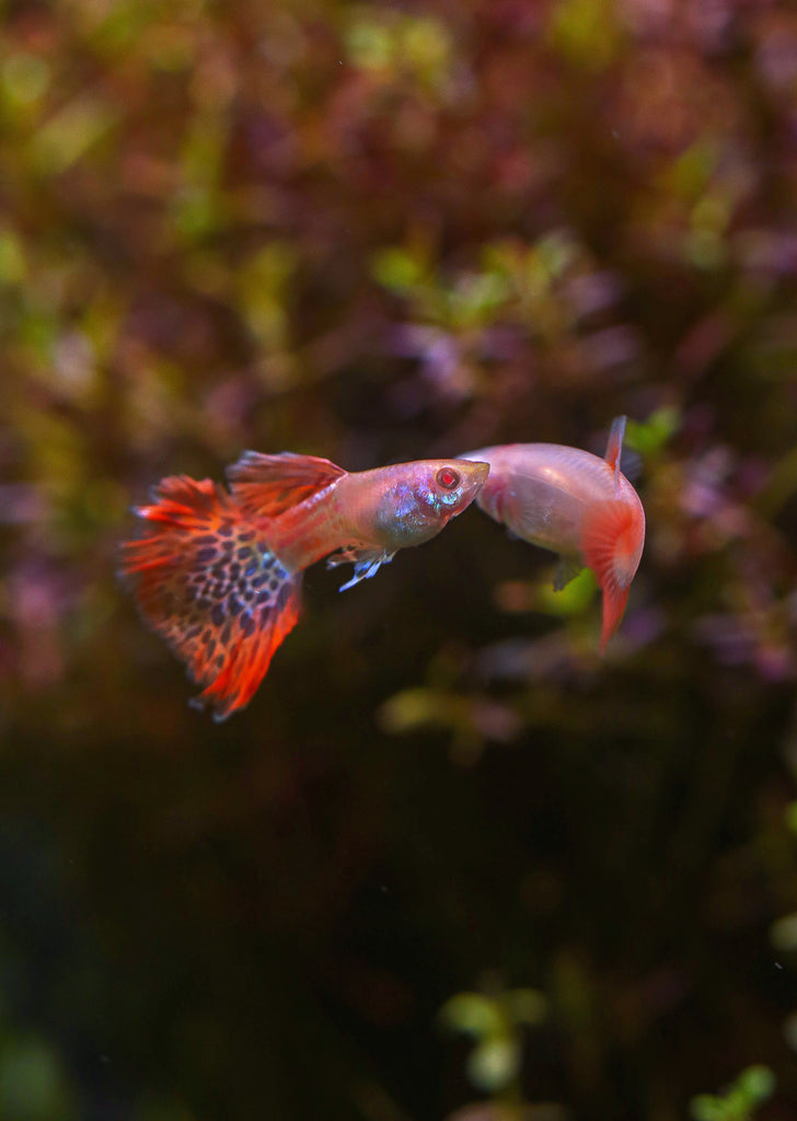 Albino Metal Red Lace Guppy