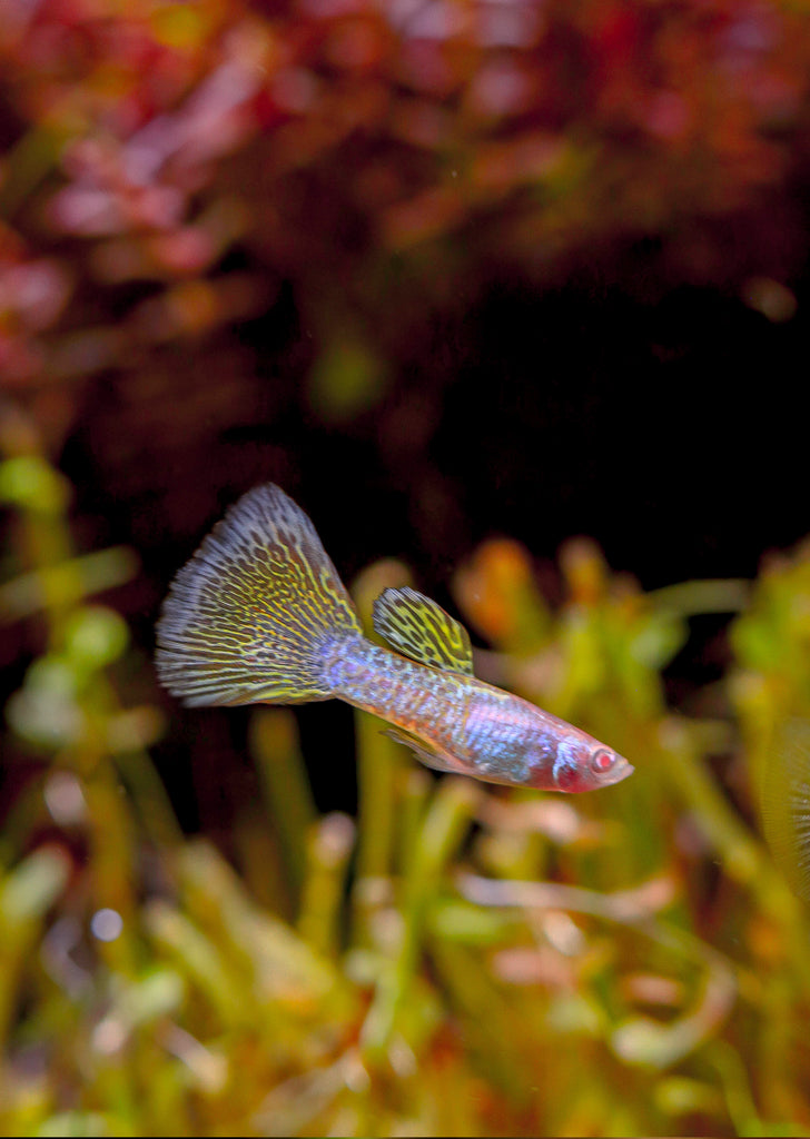 Albino Metal Snakeskin Yellow Guppy