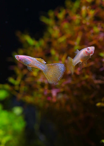 Albino Metal Snakeskin Yellow Guppy