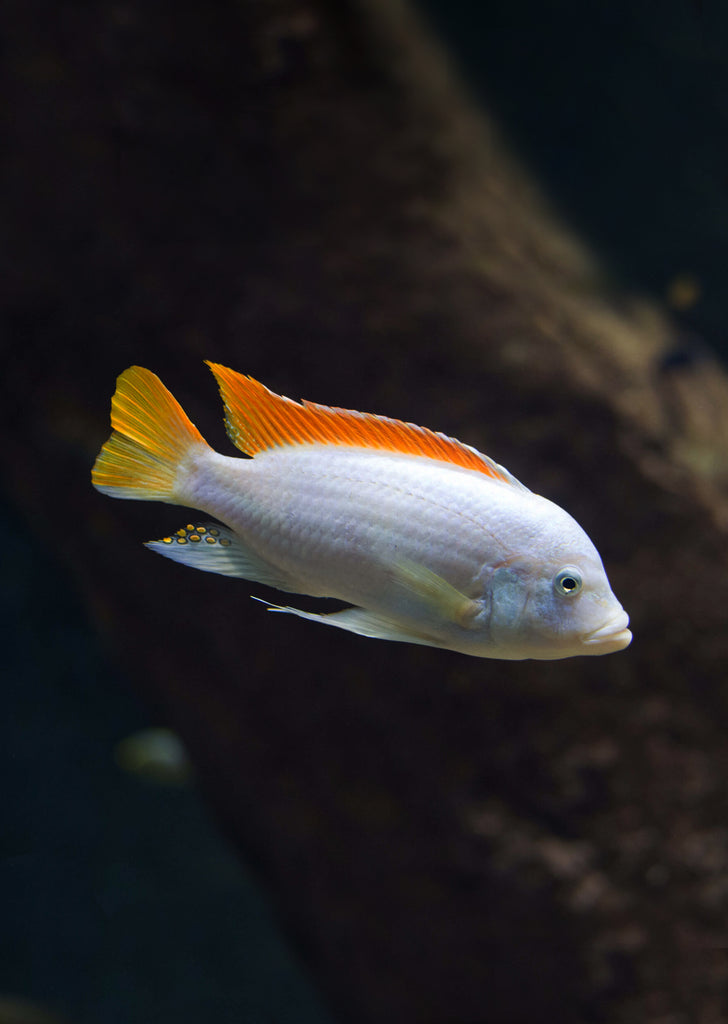 Albino Red Top Zebra
