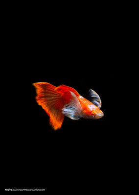 Albino Tuxedo White Ear Guppy