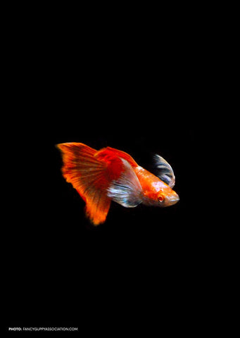 Albino Tuxedo White Ear Guppy