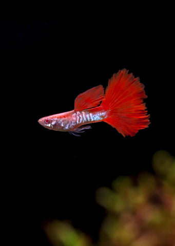 Albino Snakeskin Redtail Guppy