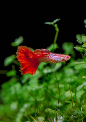 Albino Snakeskin Redtail Guppy