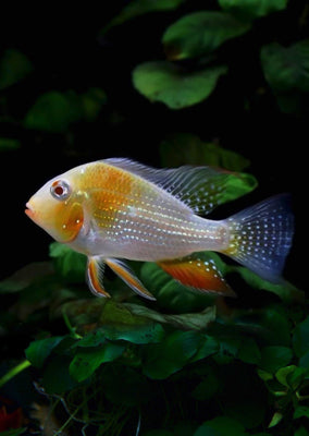 Albino Threadfin Acara