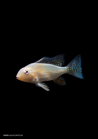 Albino Threadfin Acara