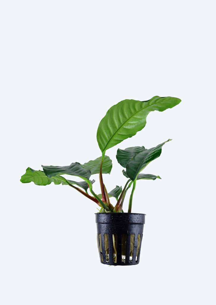 Anubias barteri 'Coffeifolia'