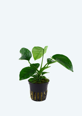 Anubias barteri caladiifolia