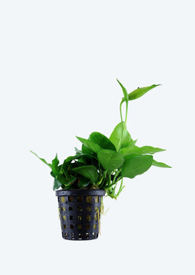 Anubias barteri var. 'Large'