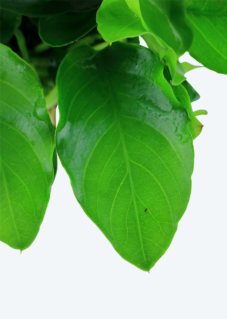 Anubias barteri var. 'Large'