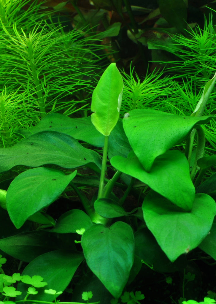 Anubias barteri var. 'Large'