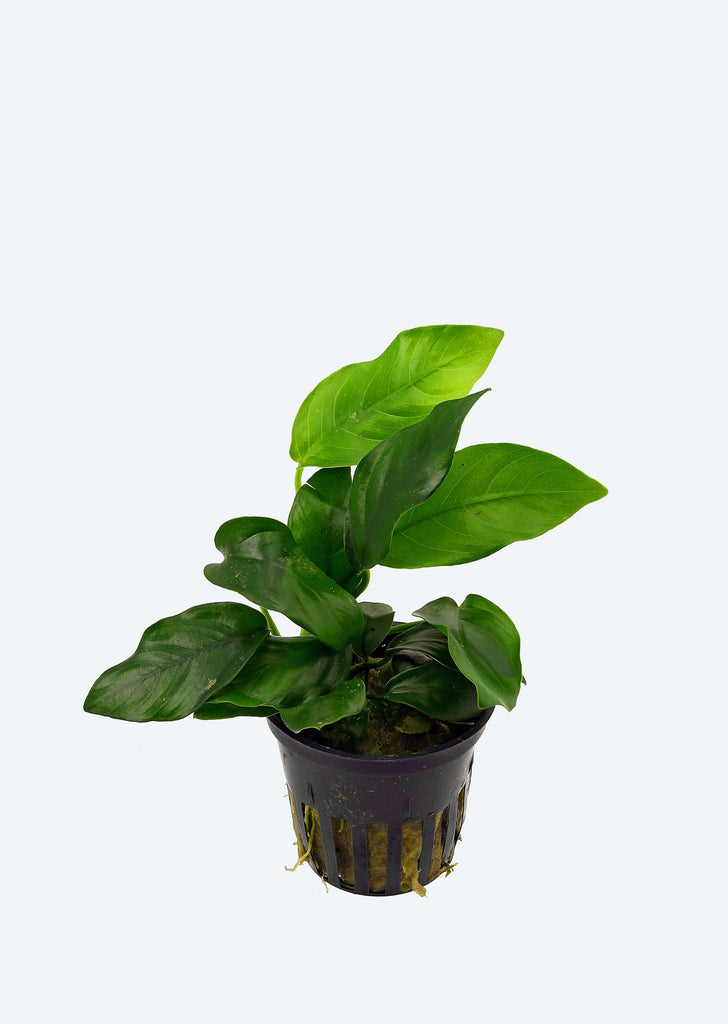 Anubias barteri var. nana