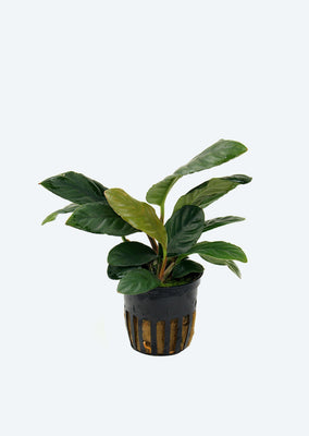 Anubias barteri var. coffeifolia