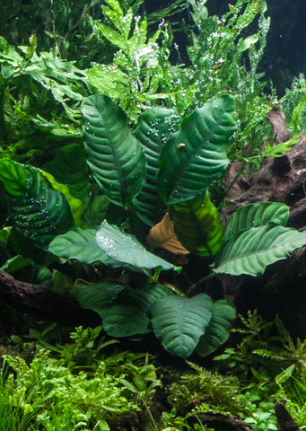 Anubias barteri var. coffeifolia