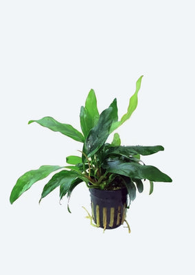 Anubias barteri var. glabra