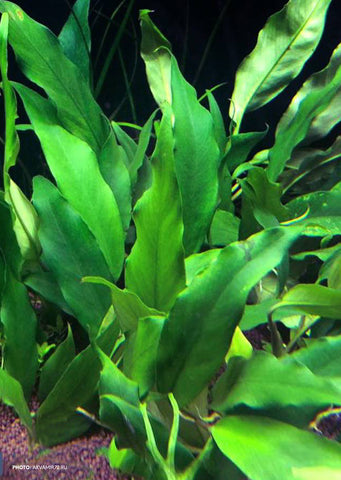 Anubias barteri var. glabra