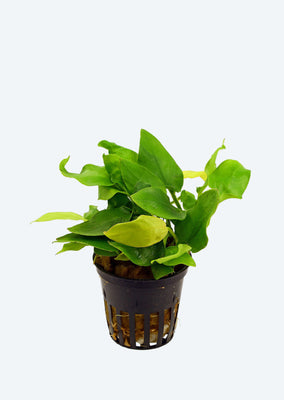 Anubias nana gold