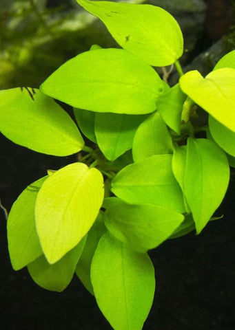 Anubias nana gold