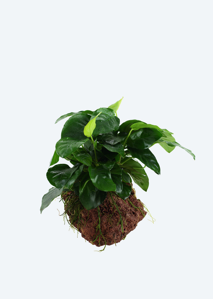 Anubias var. nana on Stone