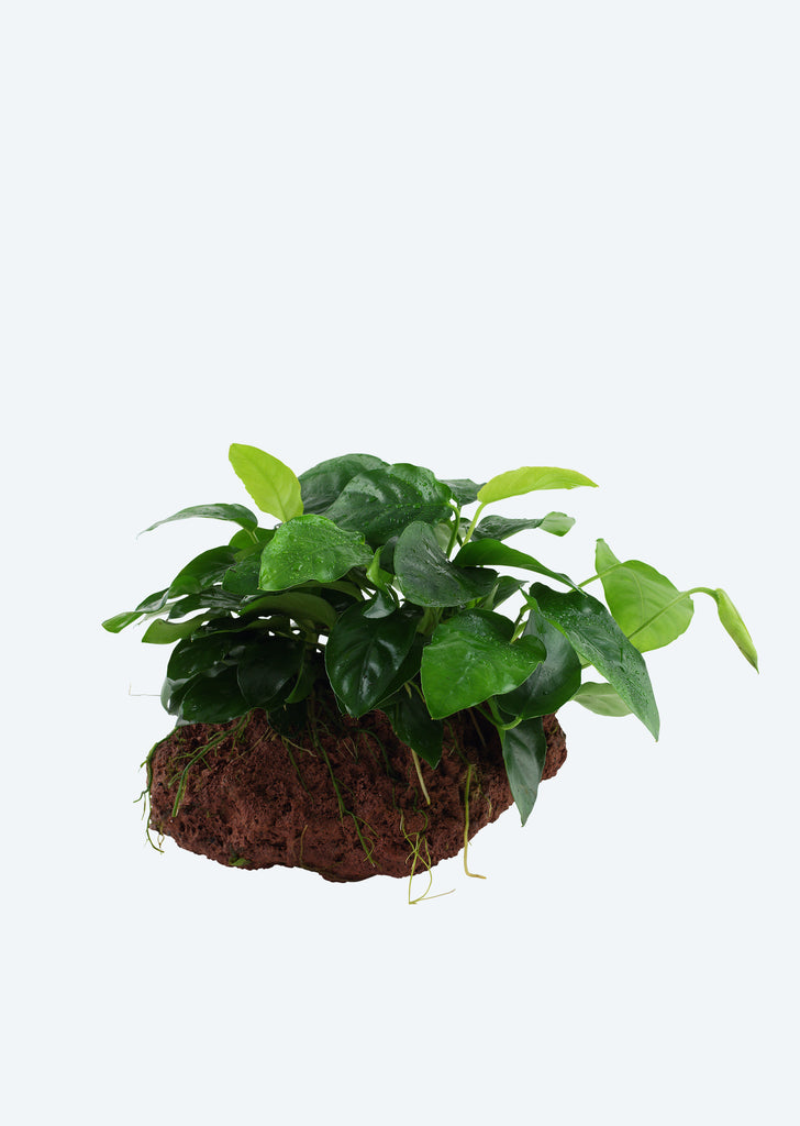 Anubias var. nana on Stone