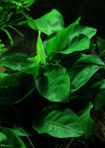 Anubias var. nana on Stone