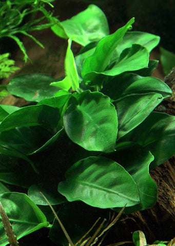 Anubias sp. (loose)