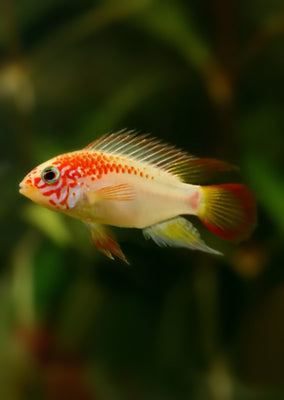 Apistogramma macmasteri 'Gold'