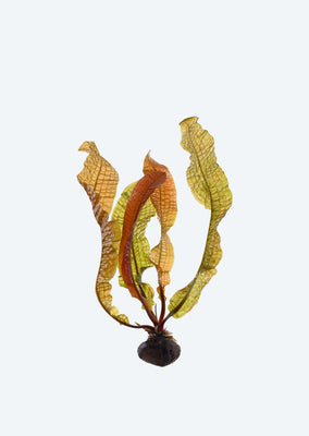 Aponogeton boivinianus