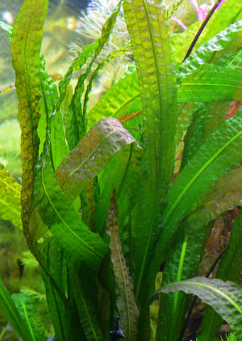 Aponogeton boivinianus