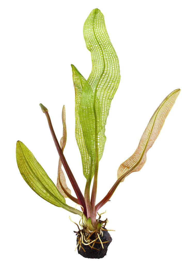 Limited Edition -  A. madagascariensis plant from Tropica products online in Dubai and Abu Dhabi UAE