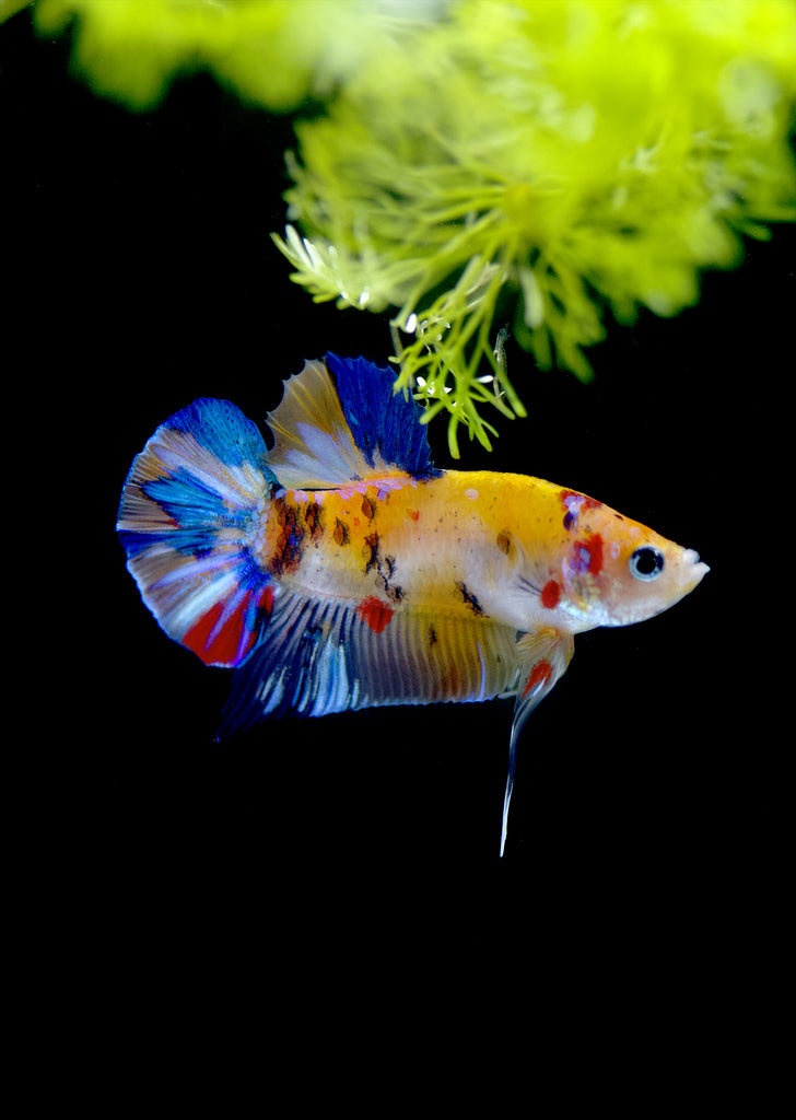 BETTA Koi Yellow Plakat tropical fish from Discus.ae products online in Dubai and Abu Dhabi UAE