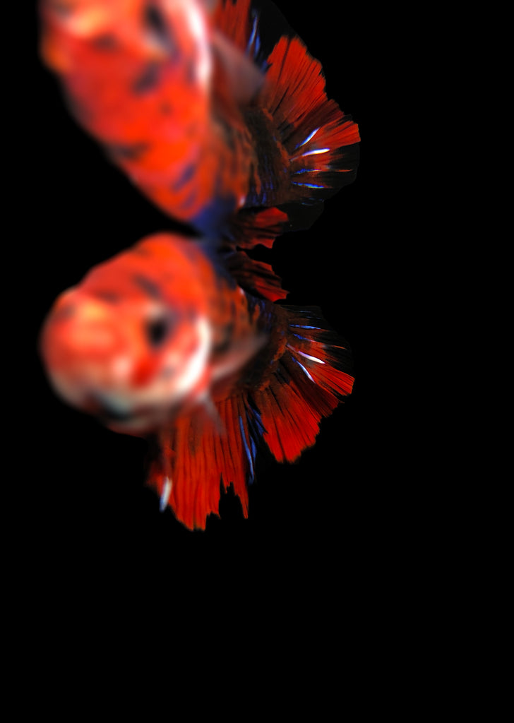 BETTA Koi 'Giant' tropical fish from Discus.ae products online in Dubai and Abu Dhabi UAE