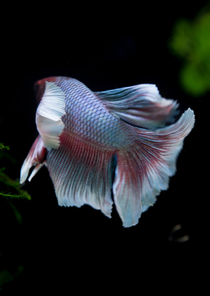 BETTA Violet Butterfly Dumbo Ear tropical fish from Discus.ae products online in Dubai and Abu Dhabi UAE