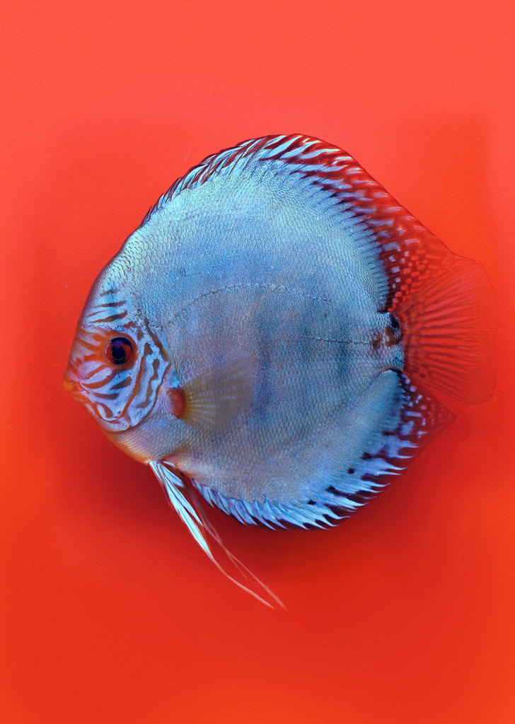 Stendker - Kobalt fish from Diskuszucht Stendker products online in Dubai and Abu Dhabi UAE
