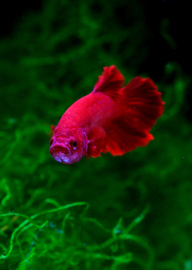 BETTA Plakat tropical fish from Discus.ae products online in Dubai and Abu Dhabi UAE