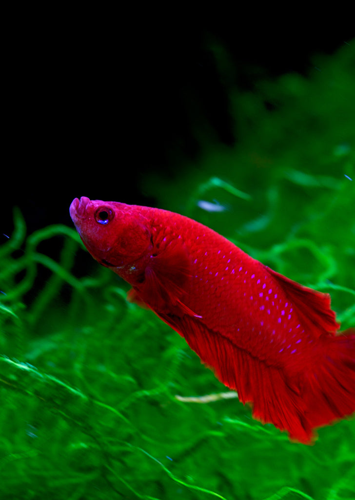 BETTA Plakat tropical fish from Discus.ae products online in Dubai and Abu Dhabi UAE