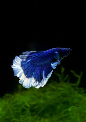 BETTA Blue Butterfly Halfmoon tropical fish from Discus.ae products online in Dubai and Abu Dhabi UAE