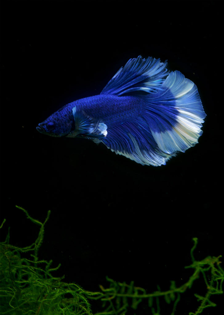 BETTA Blue Butterfly Halfmoon tropical fish from Discus.ae products online in Dubai and Abu Dhabi UAE