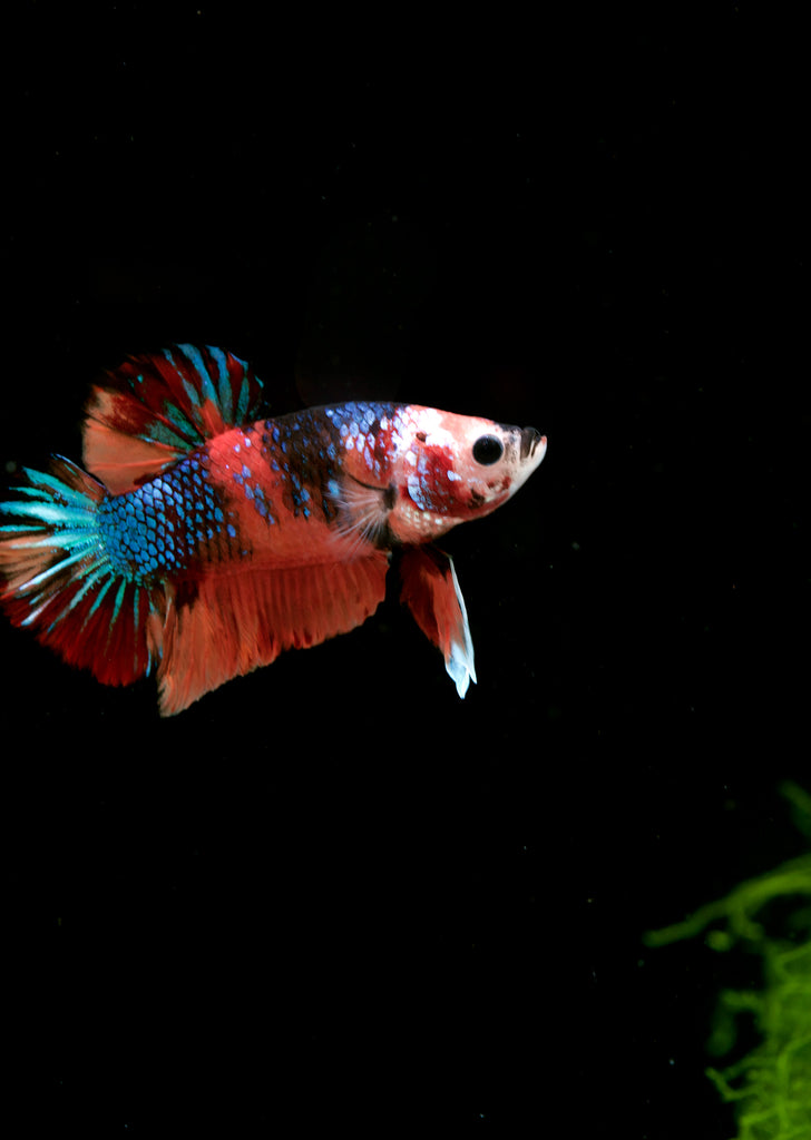 BETTA Plakat tropical fish from Discus.ae products online in Dubai and Abu Dhabi UAE