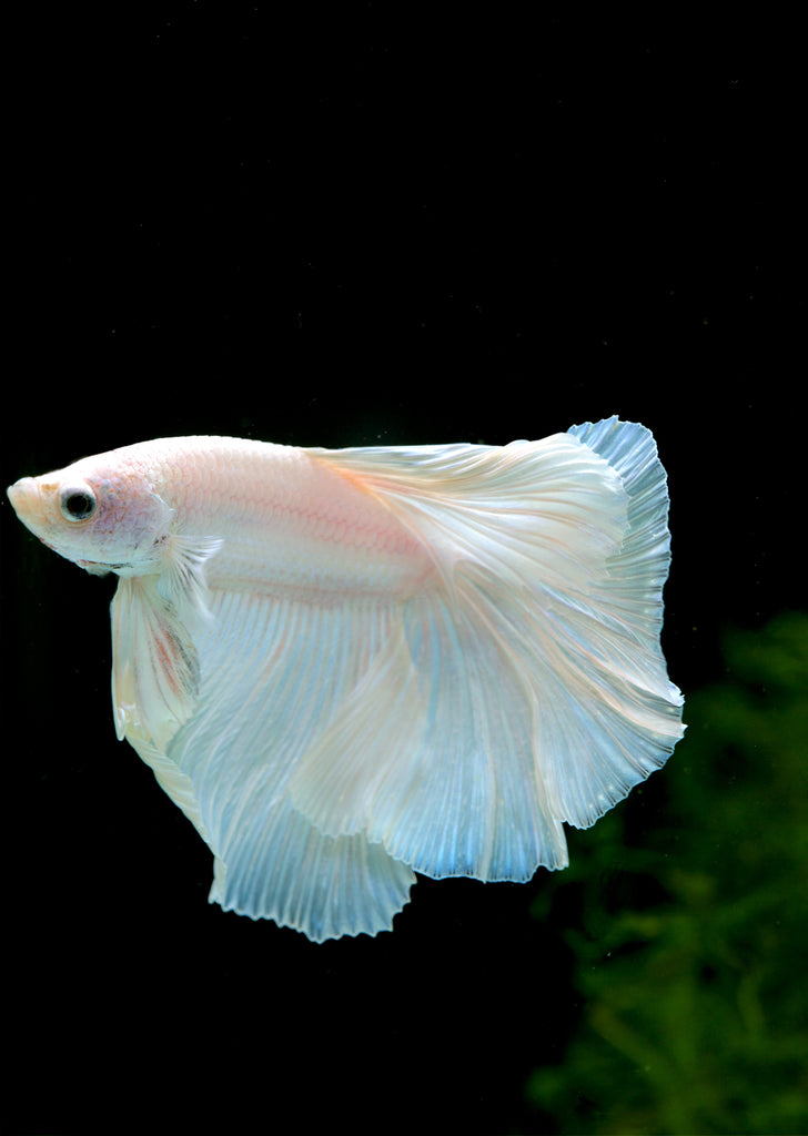 BETTA Platinum Halfmoon tropical fish from Discus.ae products online in Dubai and Abu Dhabi UAE
