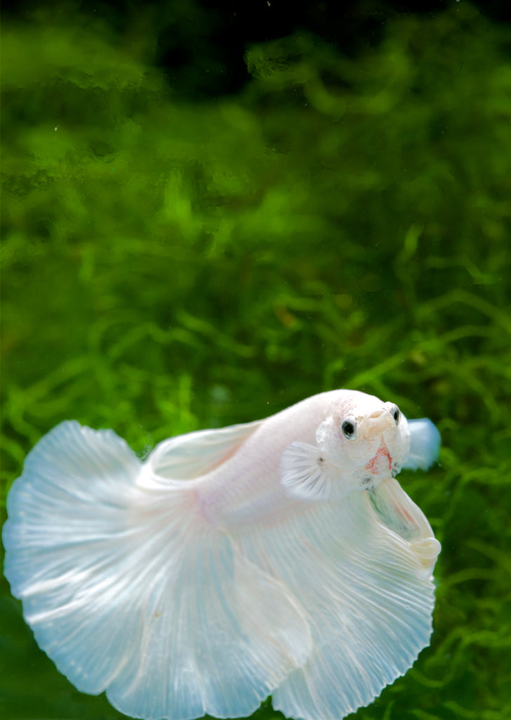 BETTA Platinum Halfmoon tropical fish from Discus.ae products online in Dubai and Abu Dhabi UAE