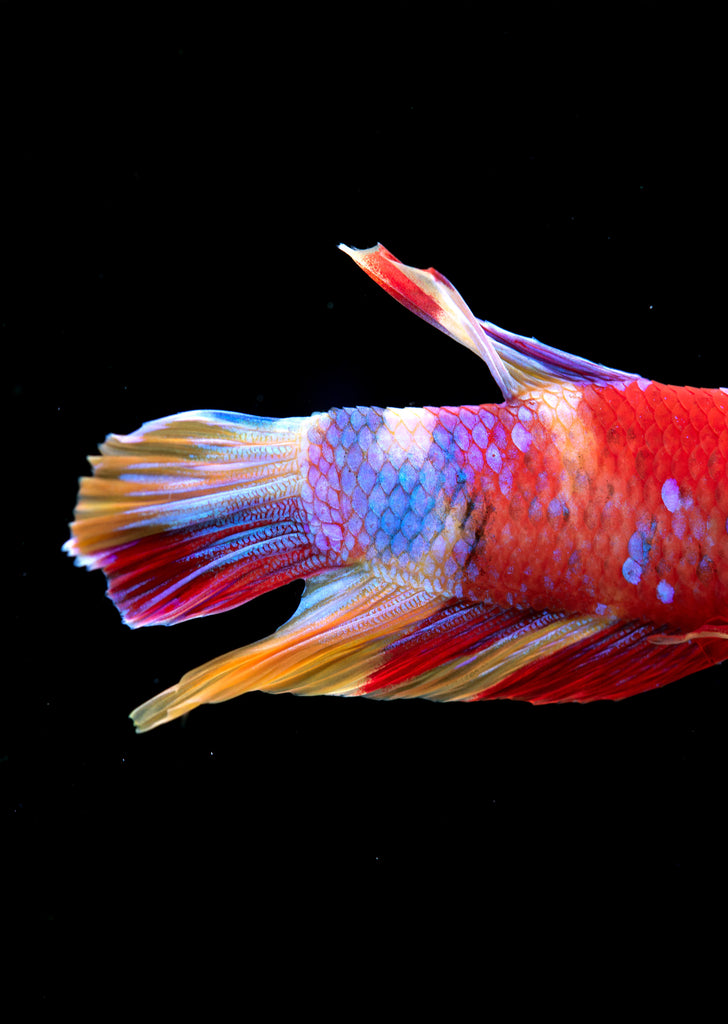 BETTA Koi Nemo Plakat tropical fish from Discus.ae products online in Dubai and Abu Dhabi UAE