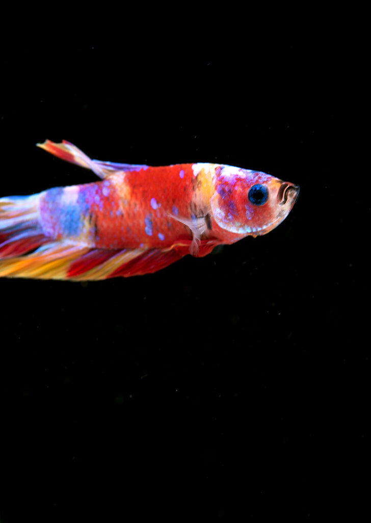 BETTA Koi Nemo Plakat tropical fish from Discus.ae products online in Dubai and Abu Dhabi UAE