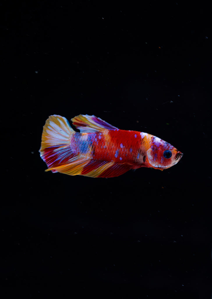 BETTA Koi Nemo Plakat tropical fish from Discus.ae products online in Dubai and Abu Dhabi UAE