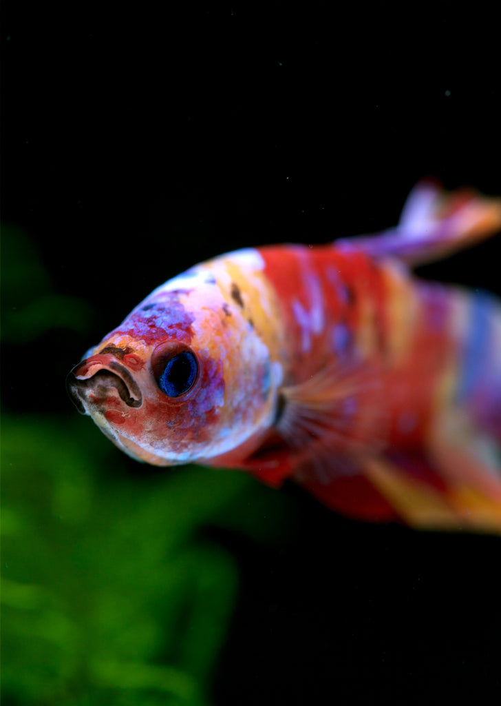 BETTA Koi Nemo Plakat tropical fish from Discus.ae products online in Dubai and Abu Dhabi UAE