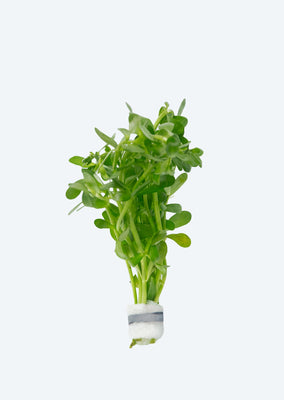 Bacopa monnieri