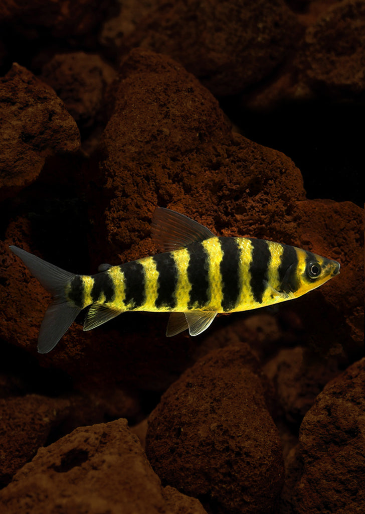 Black Banded Leporinus tropical fish from Discus.ae products online in Dubai and Abu Dhabi UAE