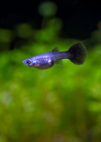 Blue Halfmoon Guppy