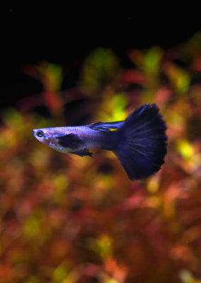 Blue Halfmoon Guppy